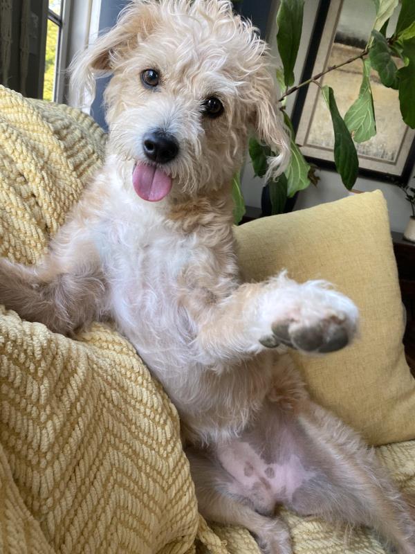 /Images/uploads/Louies Legacy Animal Rescue/cutest-rescue-pet-2023/entries/28088thumb.jpg